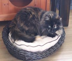 11-01-16.-Ruggi.Cene_04r.JPG - 73kb