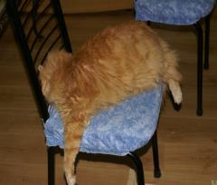 11-01-16.-Ruggi.Cene_08r.JPG - 61kb