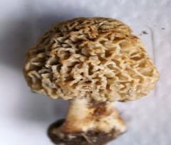 12-04-21.-Morchiella