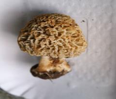 12-04-21.-Morchiella_02r.JPG - 132kb