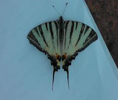 12-08-30.-Farfalla_01r.JPG - 55kb