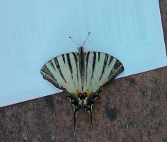 12-08-30.-Farfalla_04r.JPG - 80kb