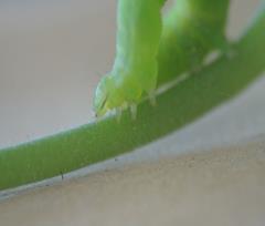 15-04-05.-Bruco.2r.JPG - 72kb