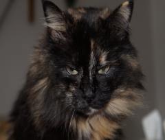 15-01-30.-Cenere.1r.JPG - 98kb