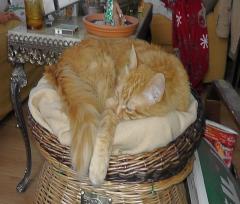 15-02-06.-Ruggi.r.JPG - 94kb