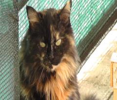 15-02-07.-Cenere.r.JPG - 105kb