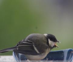 15-06-9_10.-Uccellini.1r.JPG - 96kb