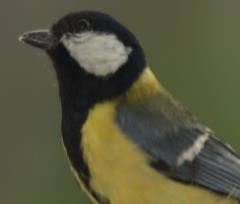 15-06-9_10.-Uccellini.2r.JPG - 73kb