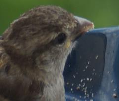 15-06-9_10.-Uccellini.4r.JPG - 92kb