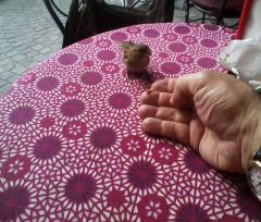 15-06-9_10.-Uccellini.5r.jpg - 150kb