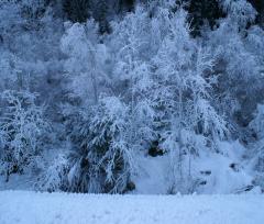 11-01-03.LungoAvisio_04r.JPG - 150kb